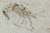Two Cretaceous Fossil Shrimp Plate - Lebanon #107658-2